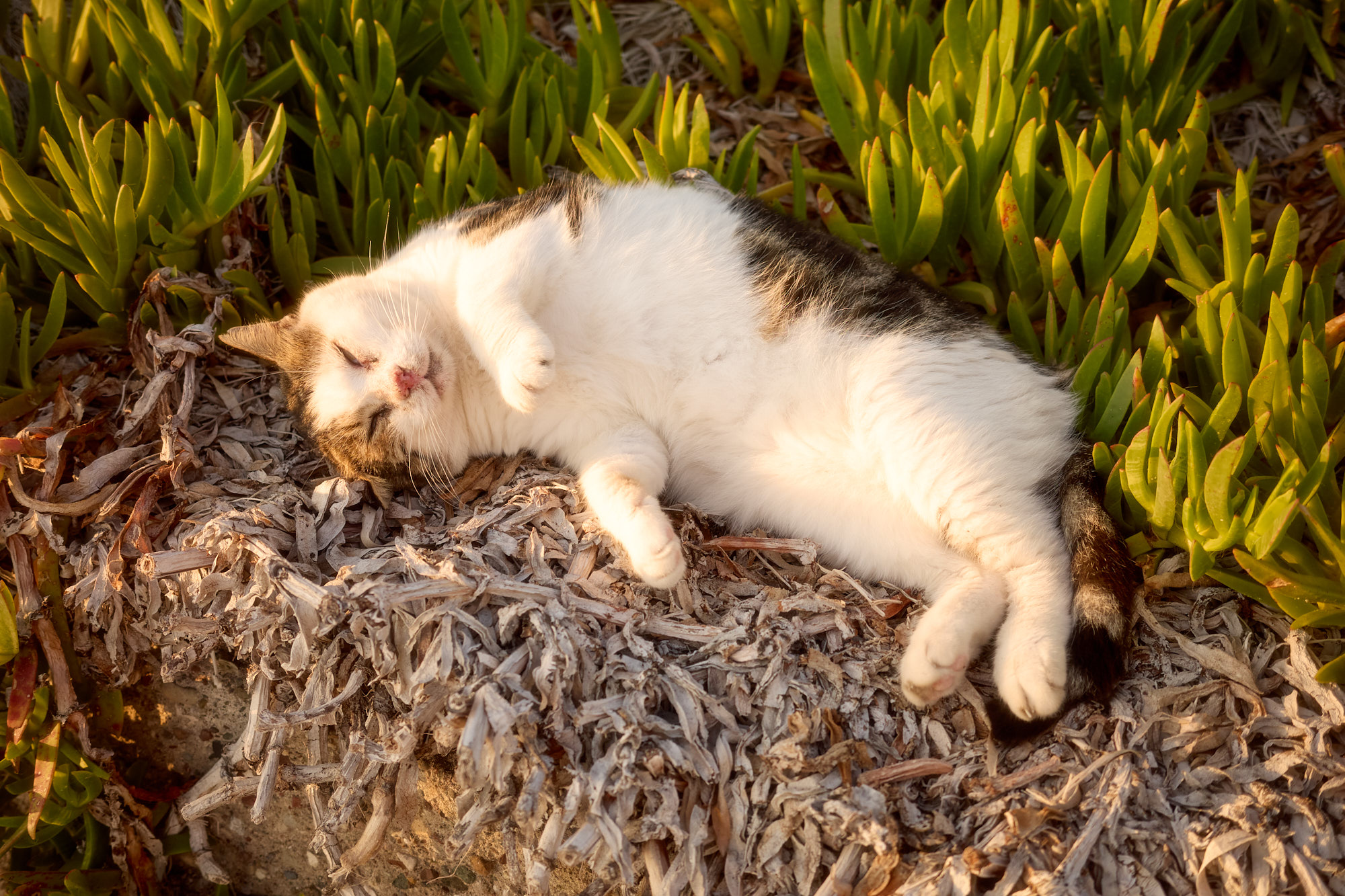 Tabby and white Cyprus cat napping peacefully upside down nestled in coastal vegetation during golden hour - Fine art print