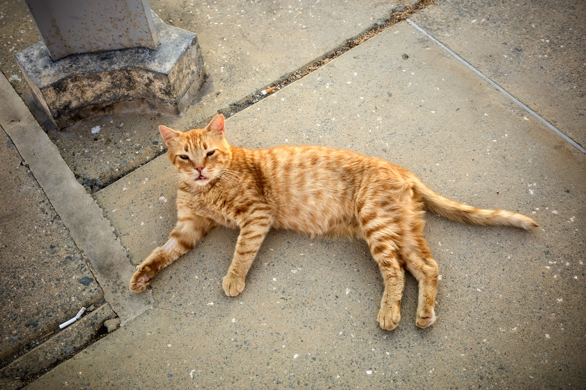 Ginger tabby Cyprus cat lounging lazily on stone pavement looking up with sleepy eyes - Fine art print