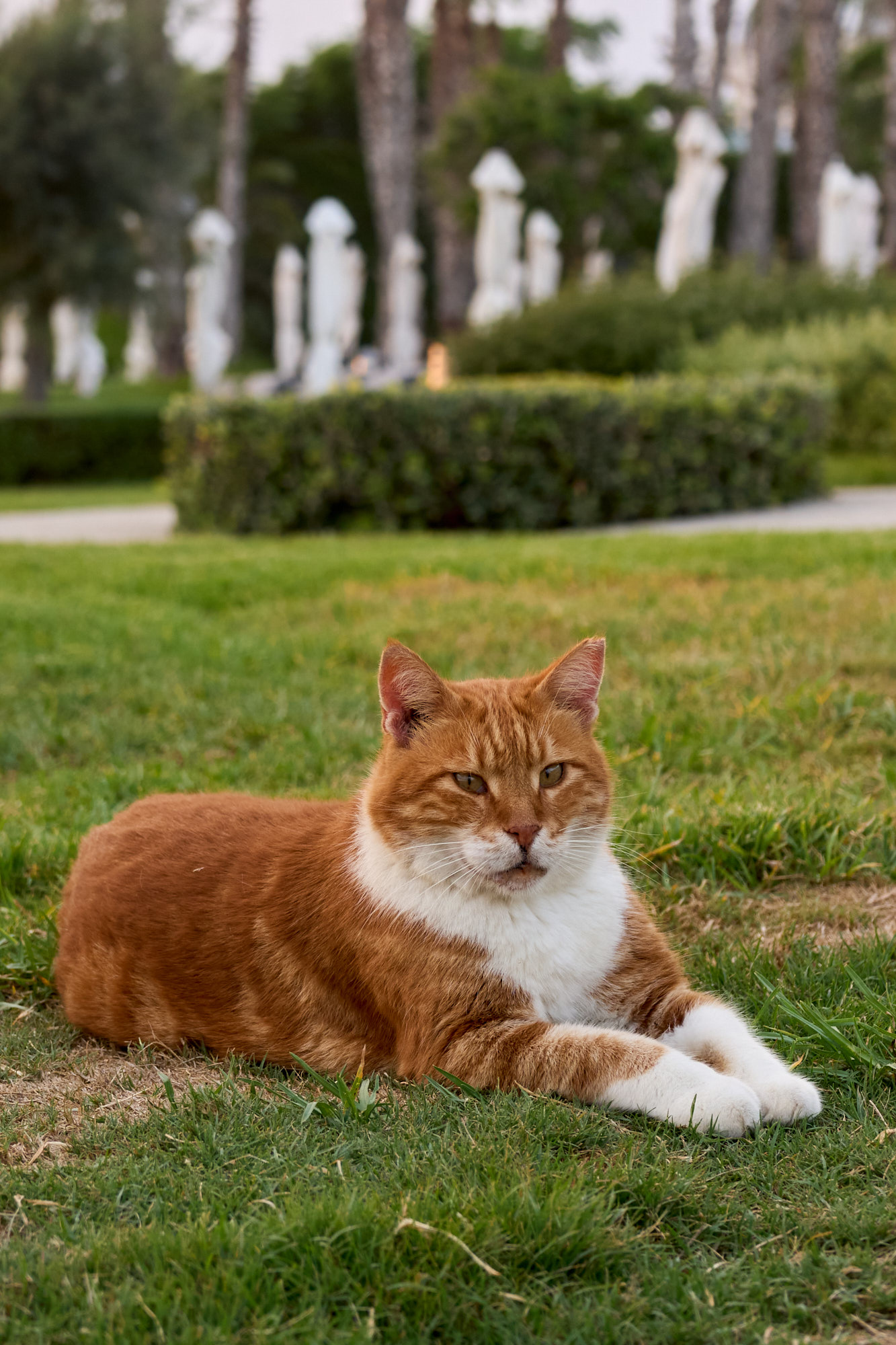 Cyprus cat relaxing under Mediterranean flora - Fine art print