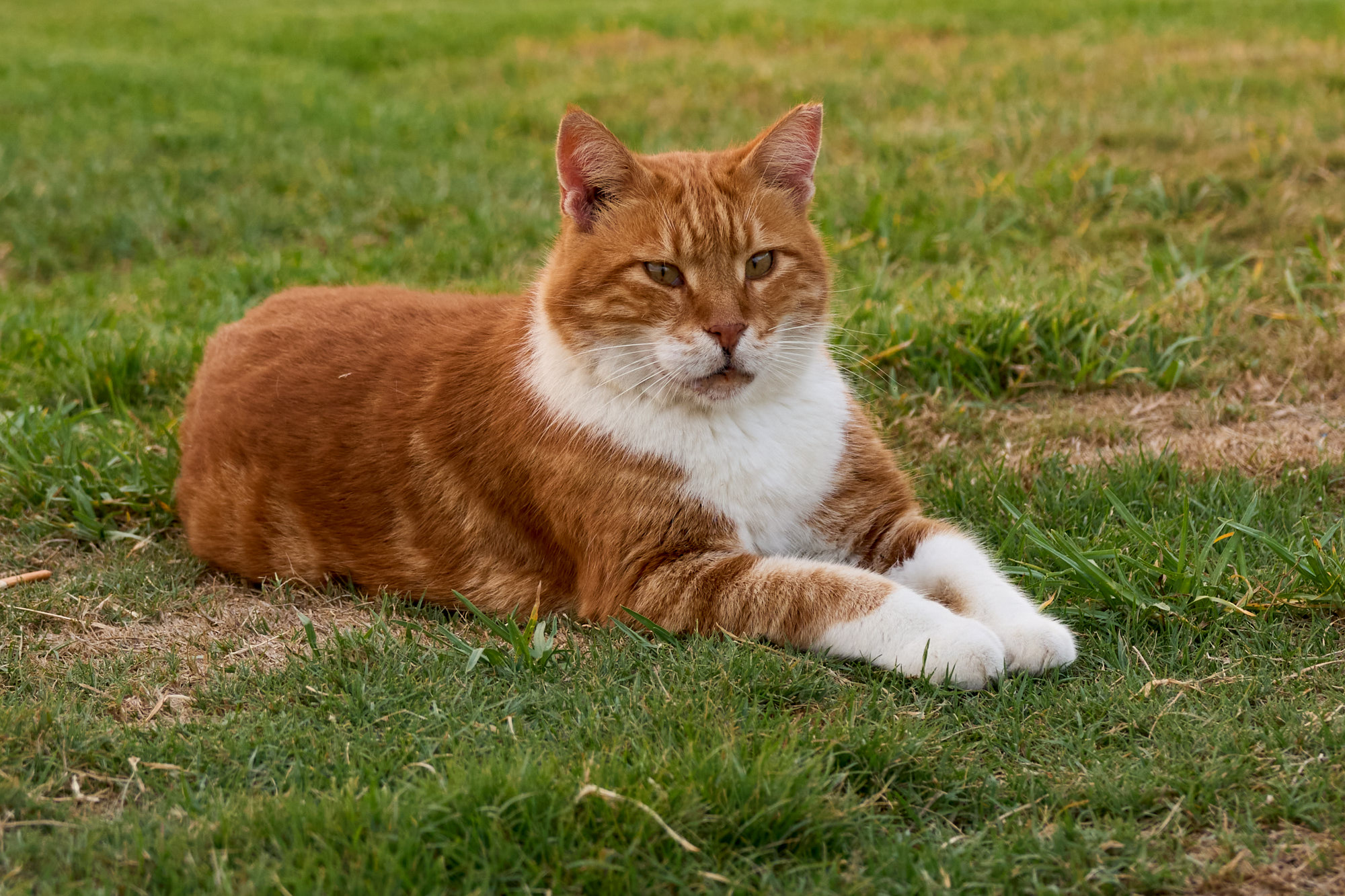 Curious Cyprus cat sitting on ancient stone - Fine art print