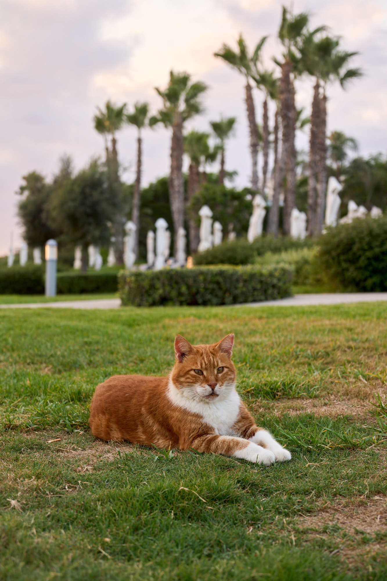 Paphos street cat in vibrant sunlight - Fine art photography print