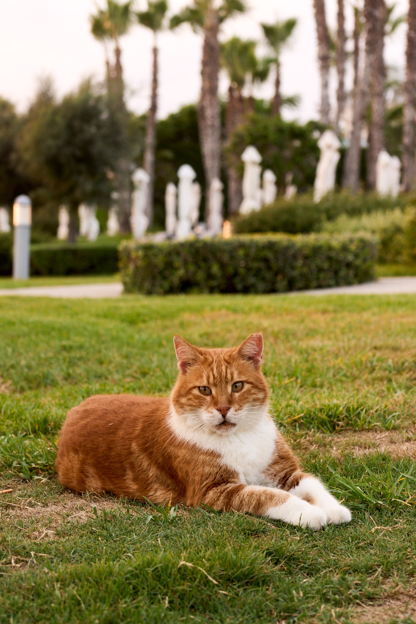 Ginger and white Cyprus cat resting on grass in Mediterranean garden - Fine art print