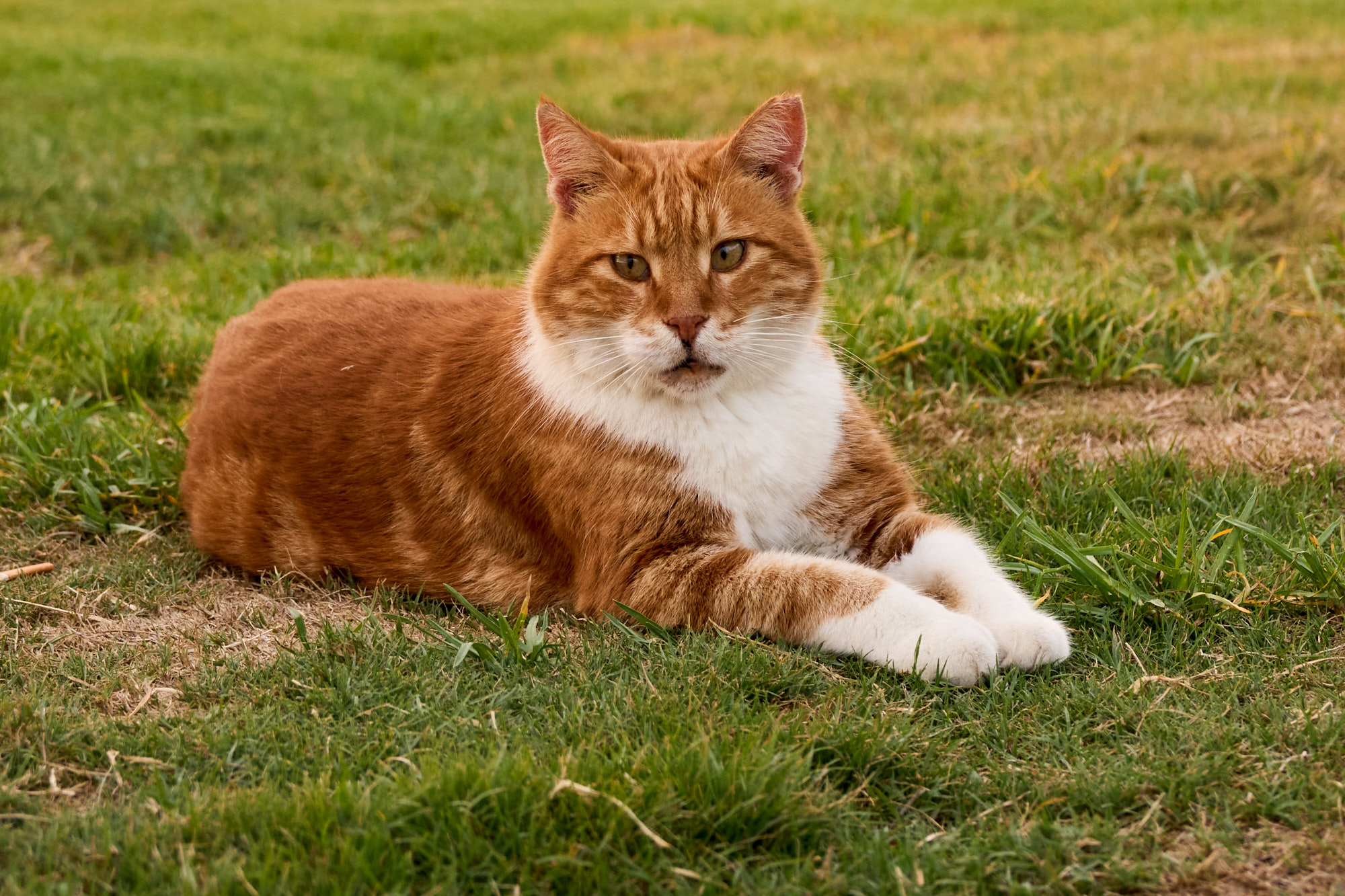 Ginger and white Cyprus cat gazing across palm garden lawn - Fine art print