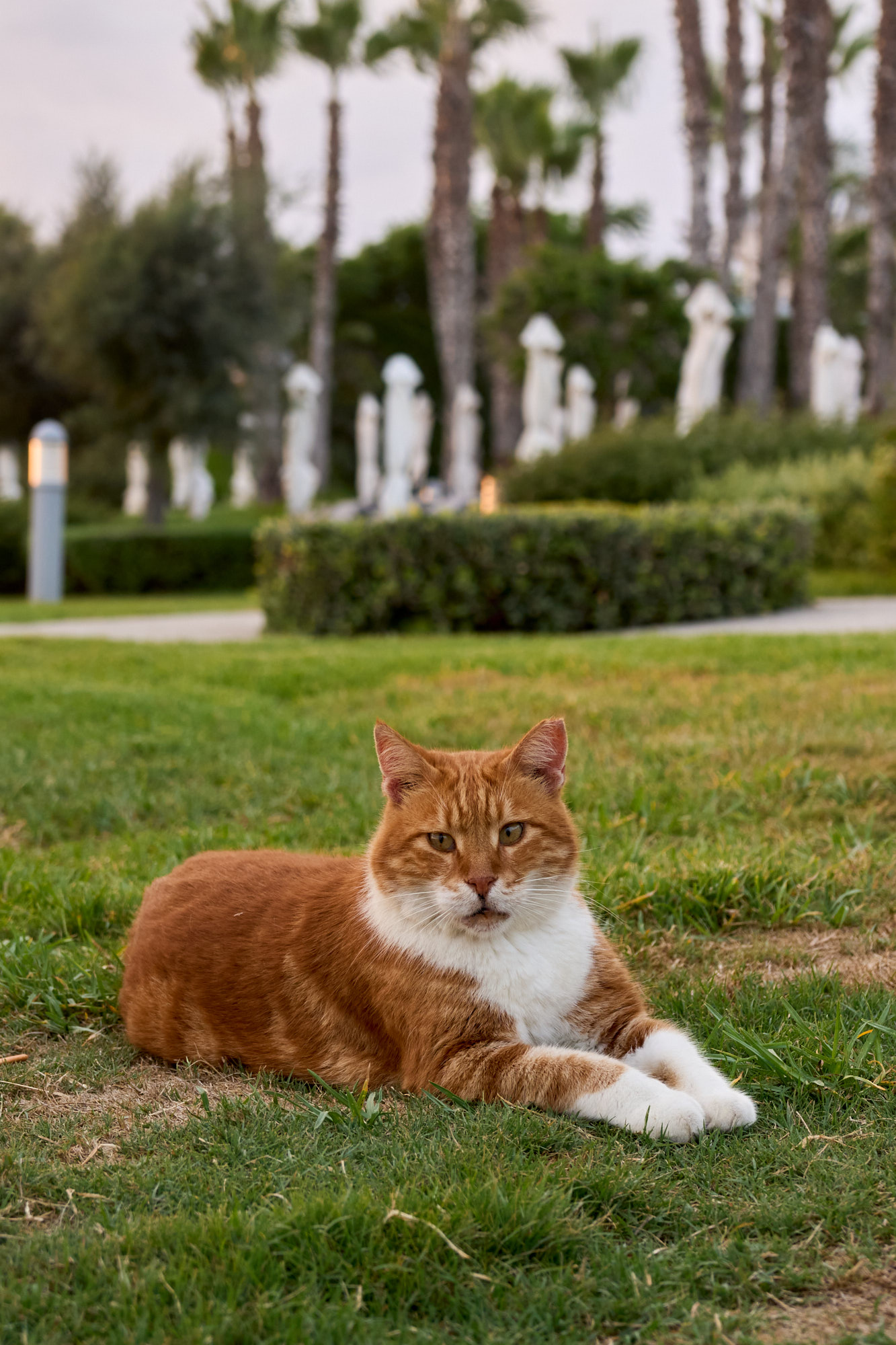 Cyprus cat enjoying warm afternoon breeze - Wall art print