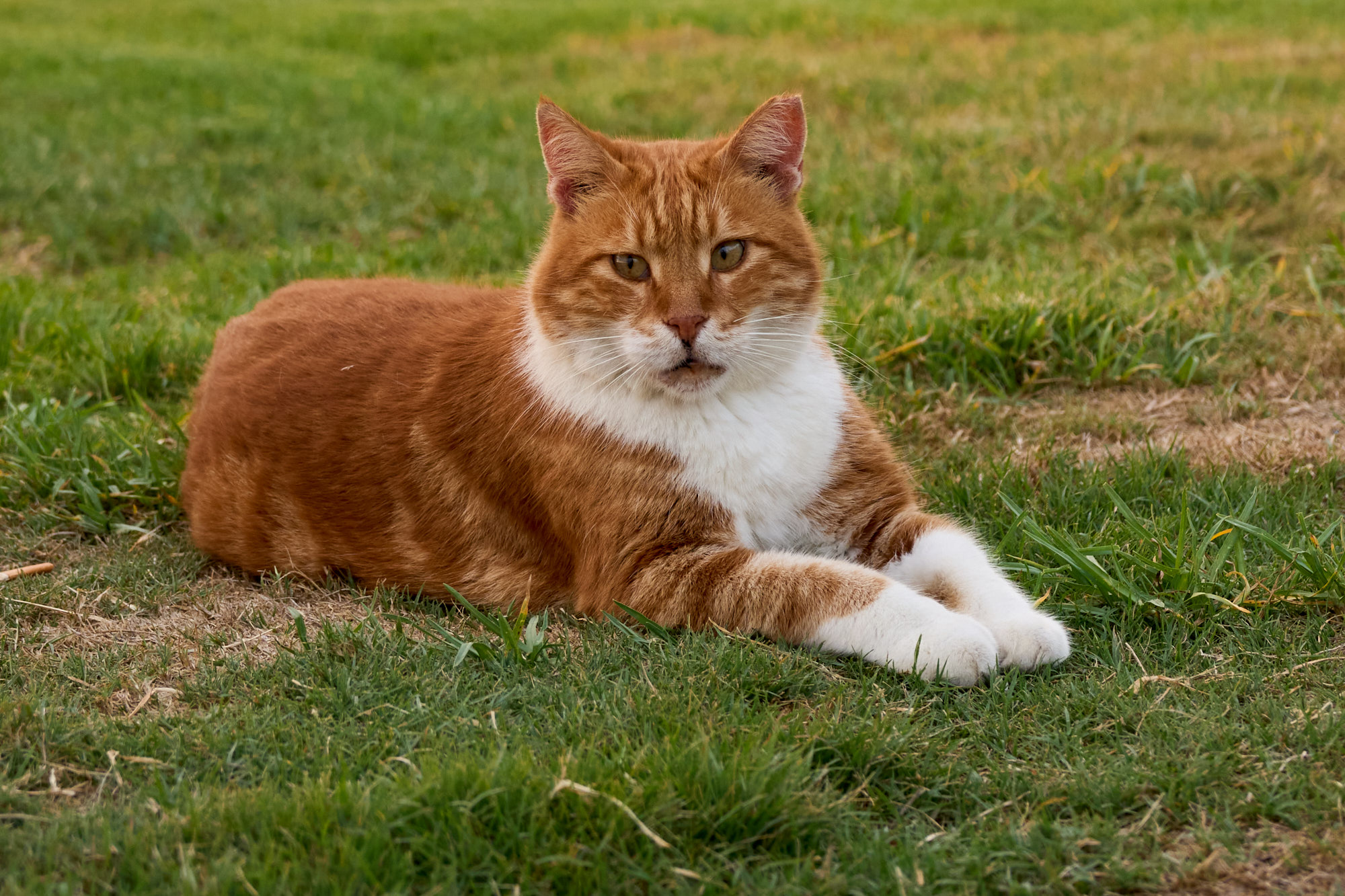 Cyprus cat gazing over Mediterranean island landscape - Fine art print