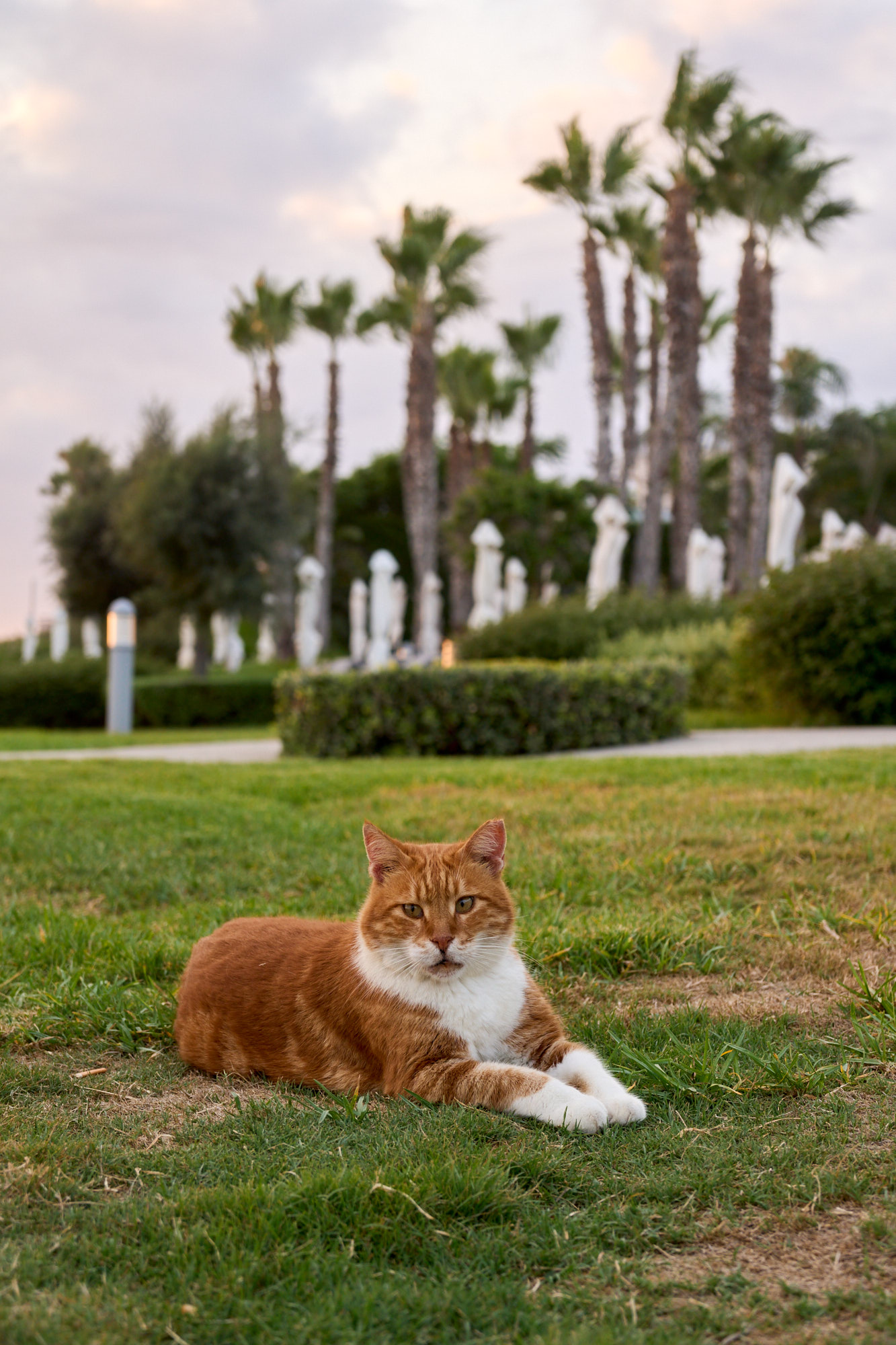 Limassol street cat with expressive eyes - Fine art print