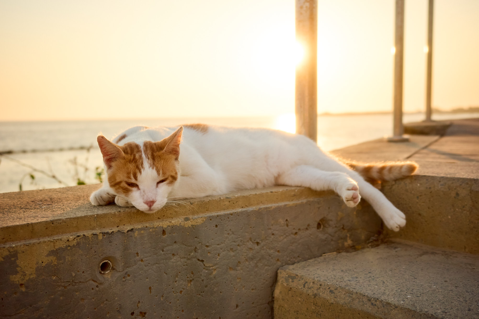 White and ginger Cyprus cat lounging on concrete promenade ledge overlooking the sea at golden hour sunset - Fine art print
