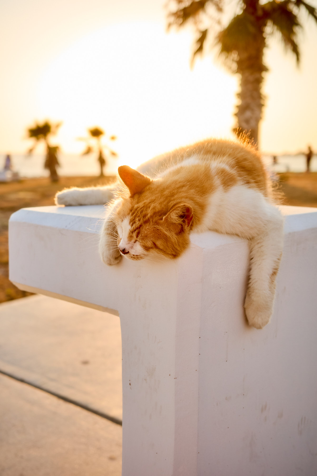 Ginger and white Cyprus cat sleeping on a white outdoor table with paw dangling down against golden sunset sky - Fine art print