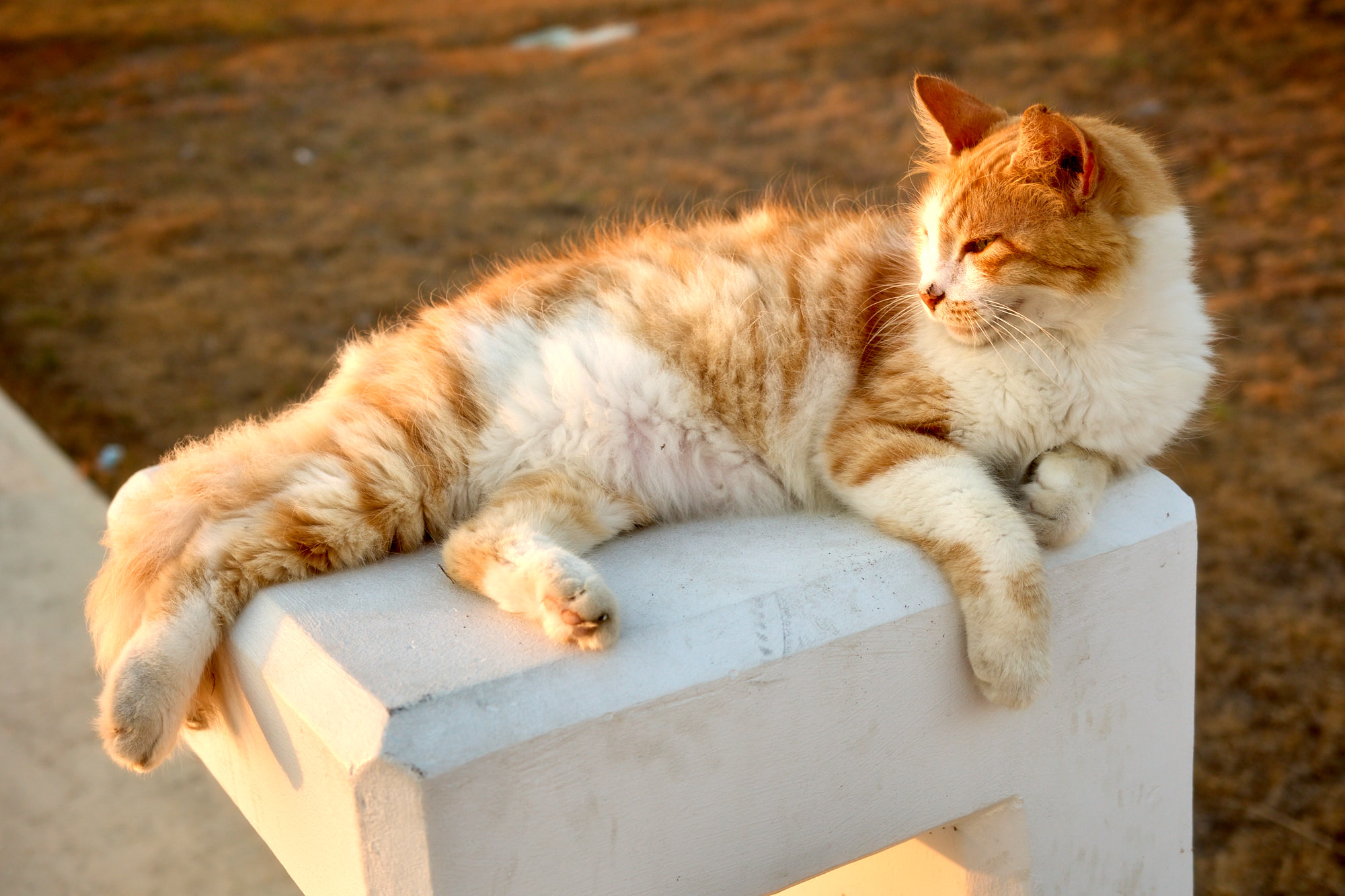 Fluffy ginger and white Cyprus cat lounging gracefully on top of a white pedestal in golden hour sunset - Fine art print