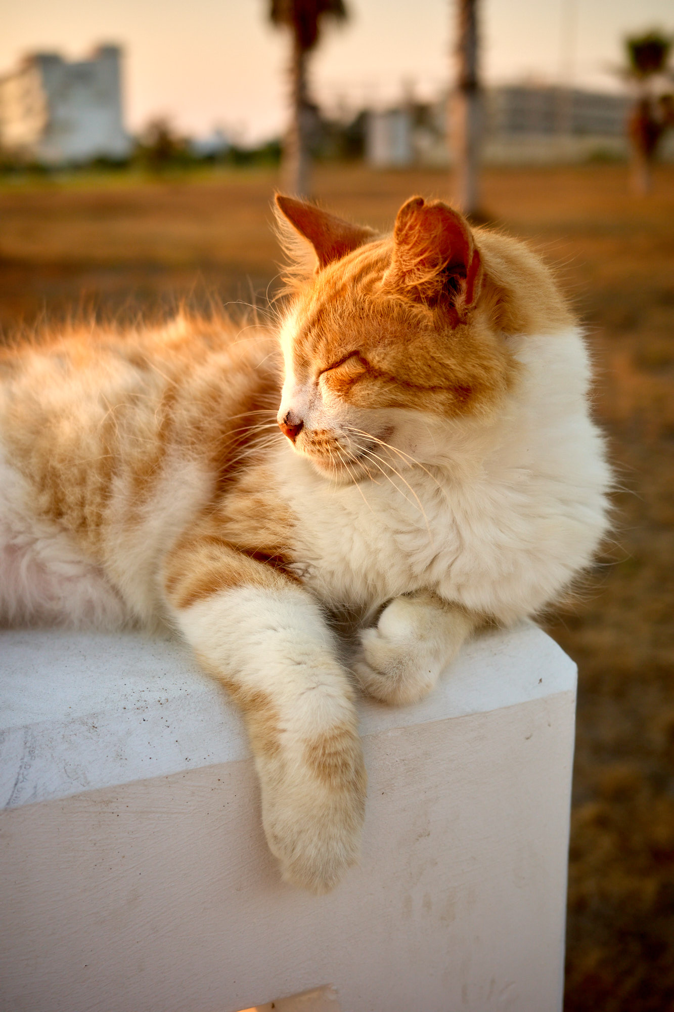 Close portrait of fluffy ginger and white Cyprus cat resting with eyes closed on white pedestal at golden hour - Fine art print