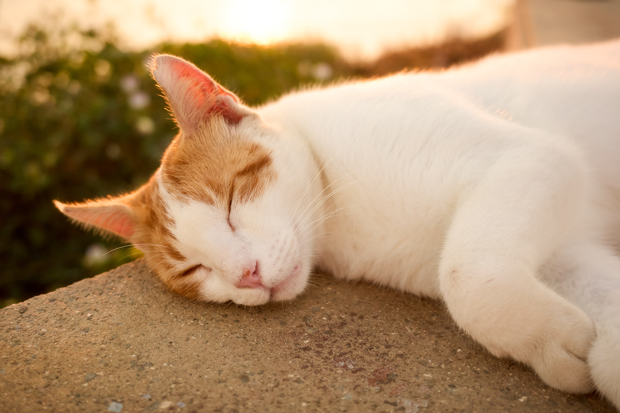 Close-up portrait of a sleeping white and orange Cyprus cat resting peacefully on stone in golden sunset light - Fine art print