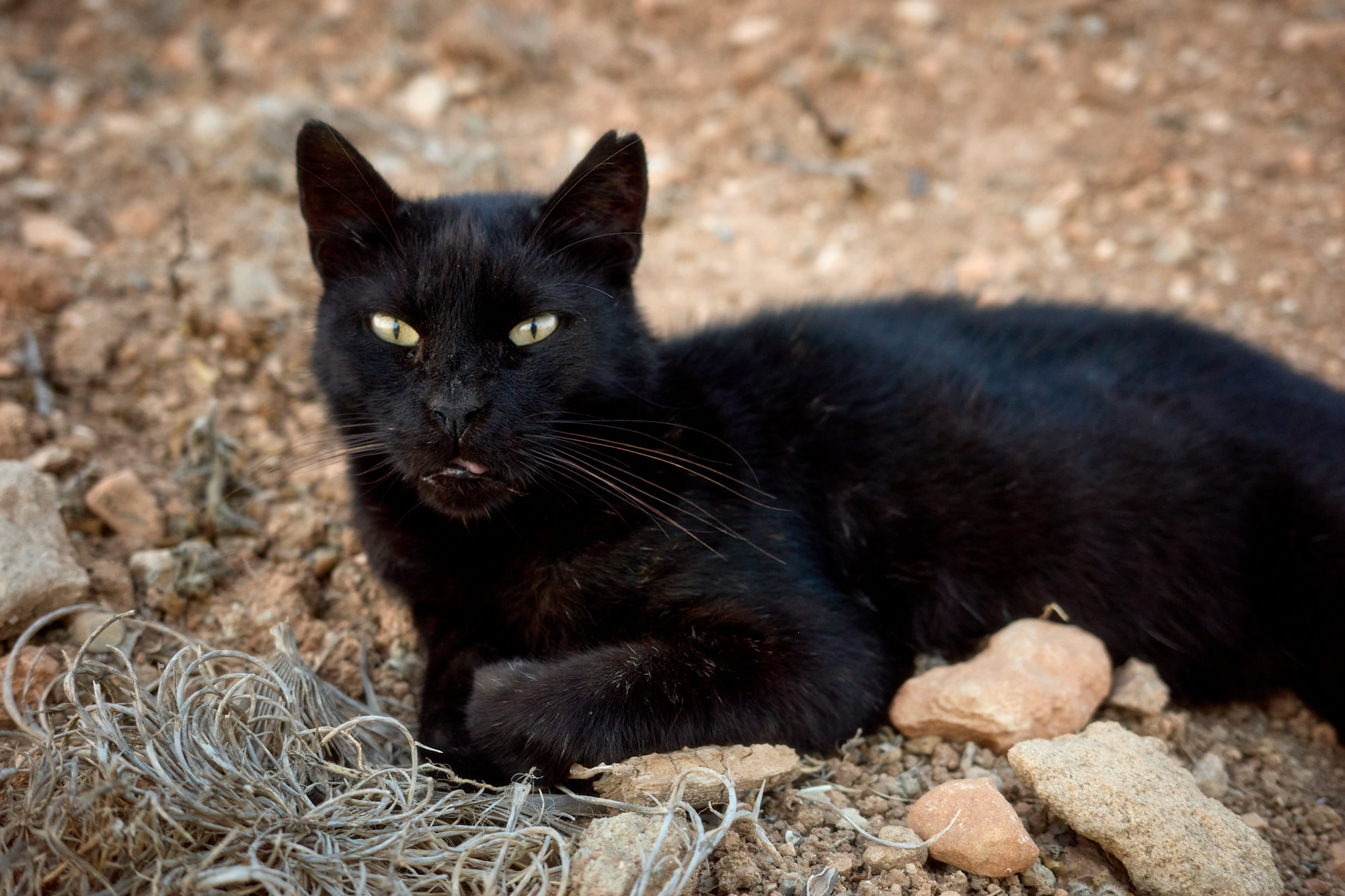 Close-up portrait of a black cat with pale eyes resting on rocky ground in Cyprus - Fine art print