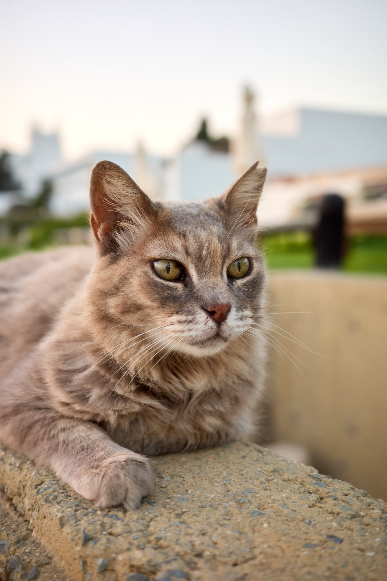 Fluffy grey longhaired cat resting on a low stone ledge looking into the distance - Fine art print