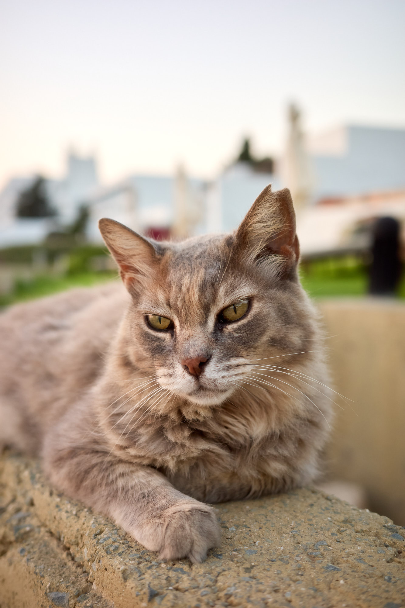 Thoughtful close portrait of fluffy grey cat perched on stone wall in soft outdoor light - Fine art print