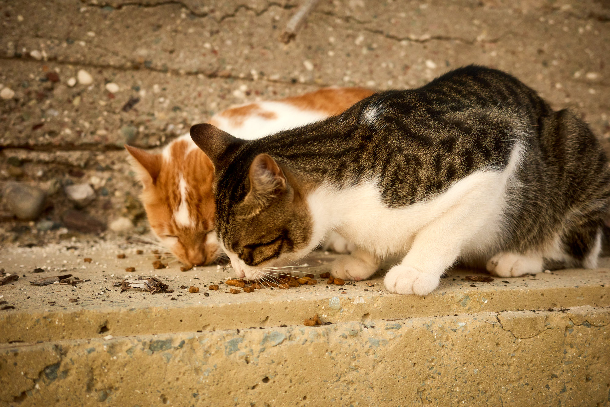 Two Cyprus cats eating dry food together side-by-side on stone ledge - Fine art print