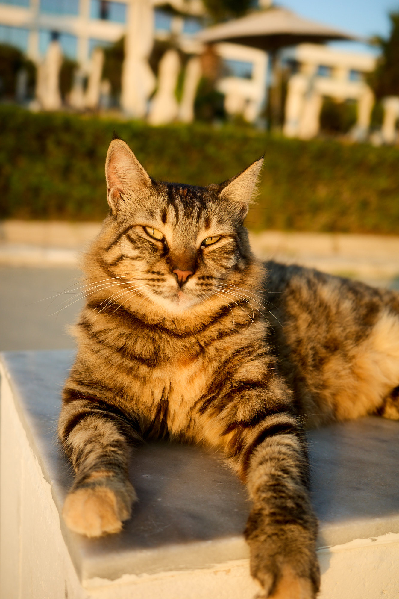 Fluffy brown tabby cat basking on marble ledge in warm golden hour sunlight - Fine art print