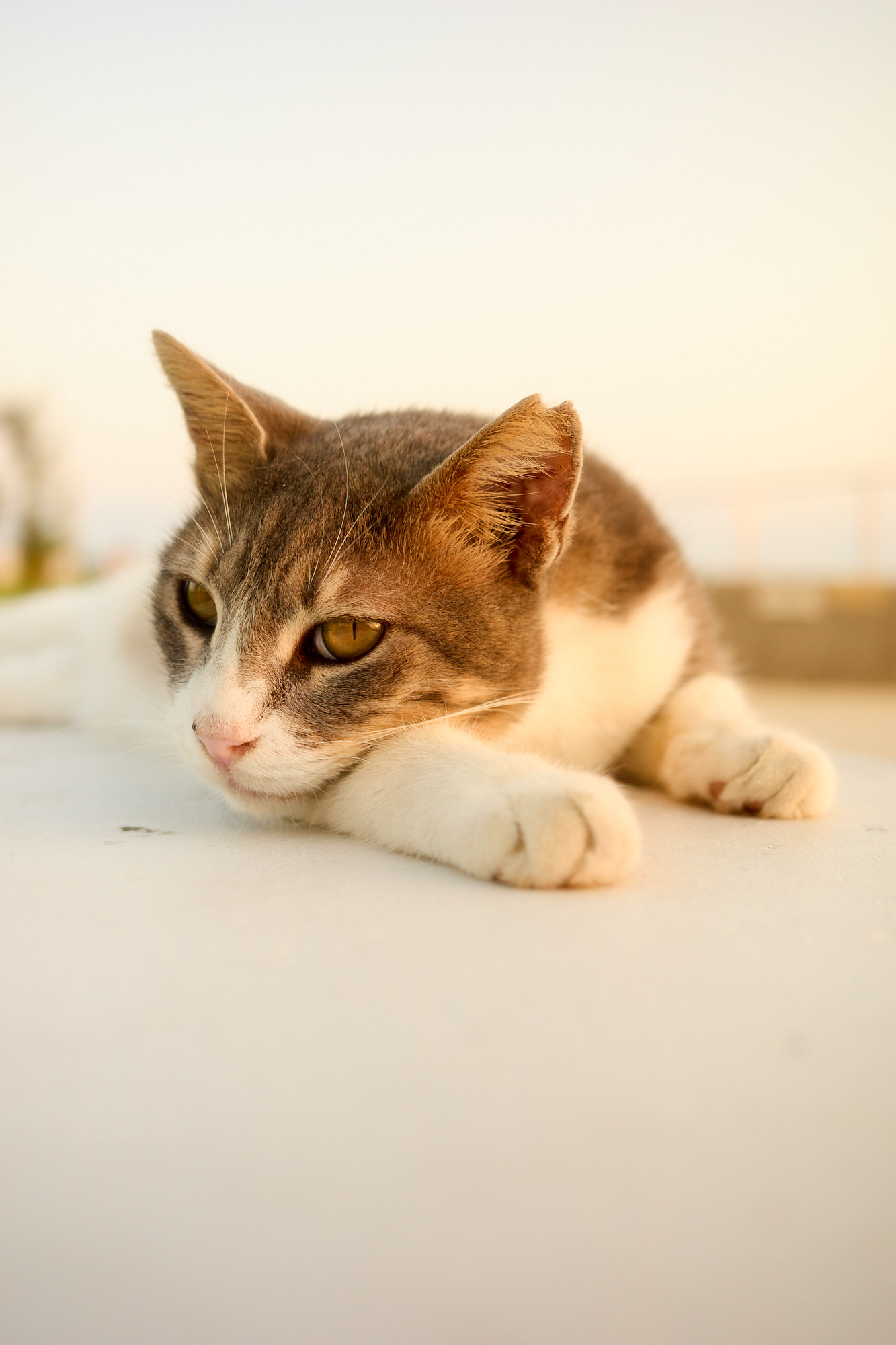Grey and white Cyprus cat resting with paws forward in warm sunset light - Fine art print