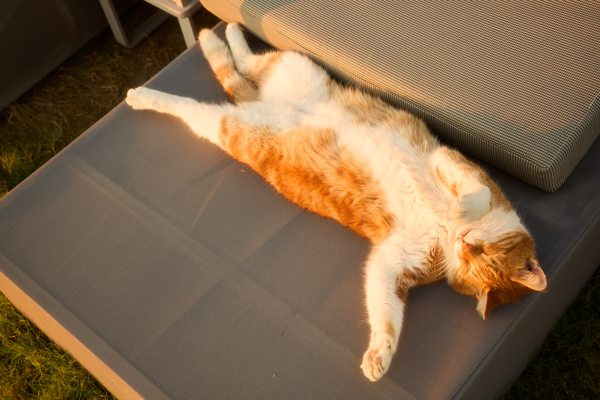Ginger and white Cyprus cat sleeping belly up stretched out on sun lounger in golden sunset light - Fine art print