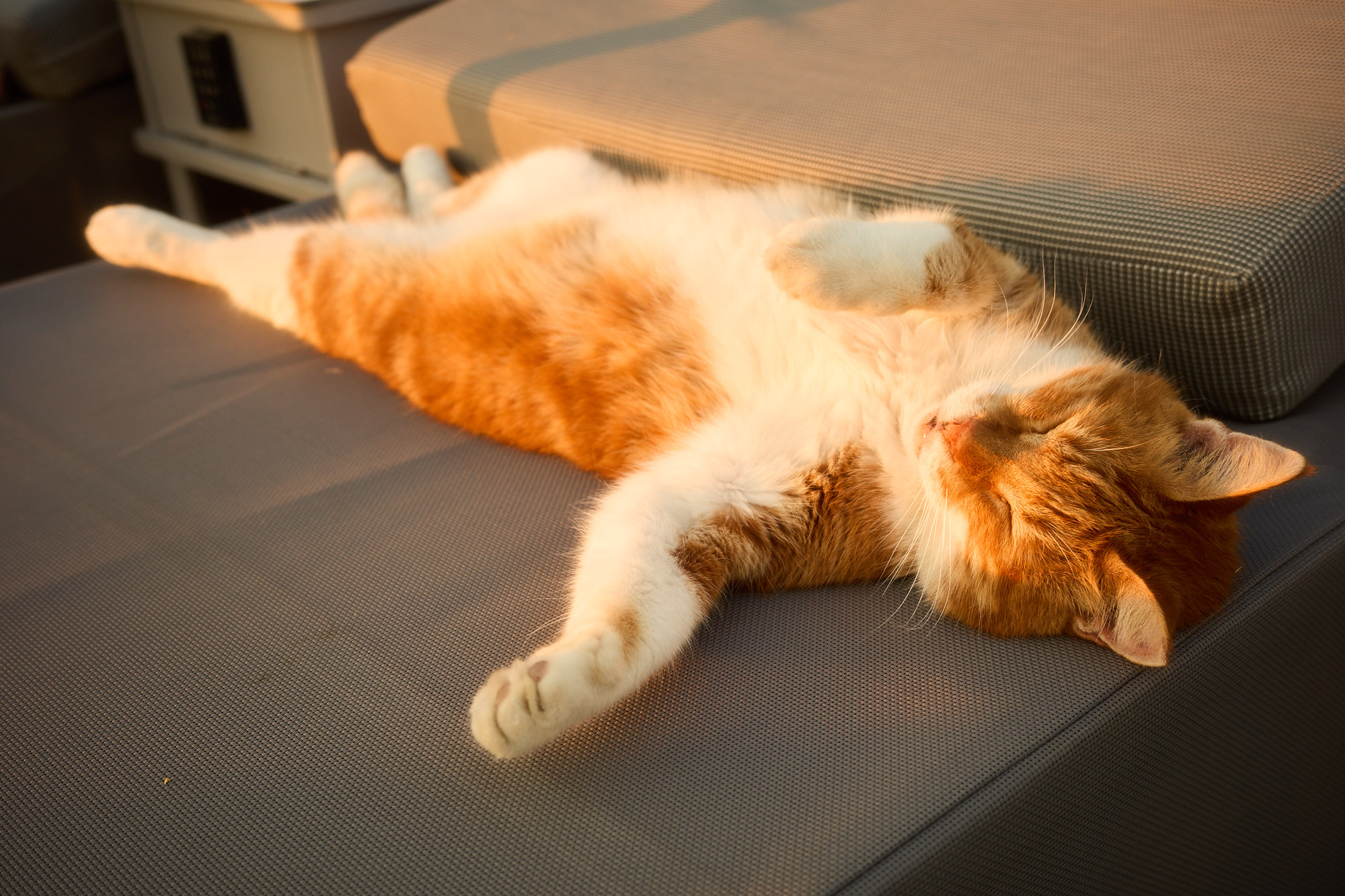 Ginger and white Cyprus cat napping peacefully upside down on sunbed cushion in warm evening light - Fine art print