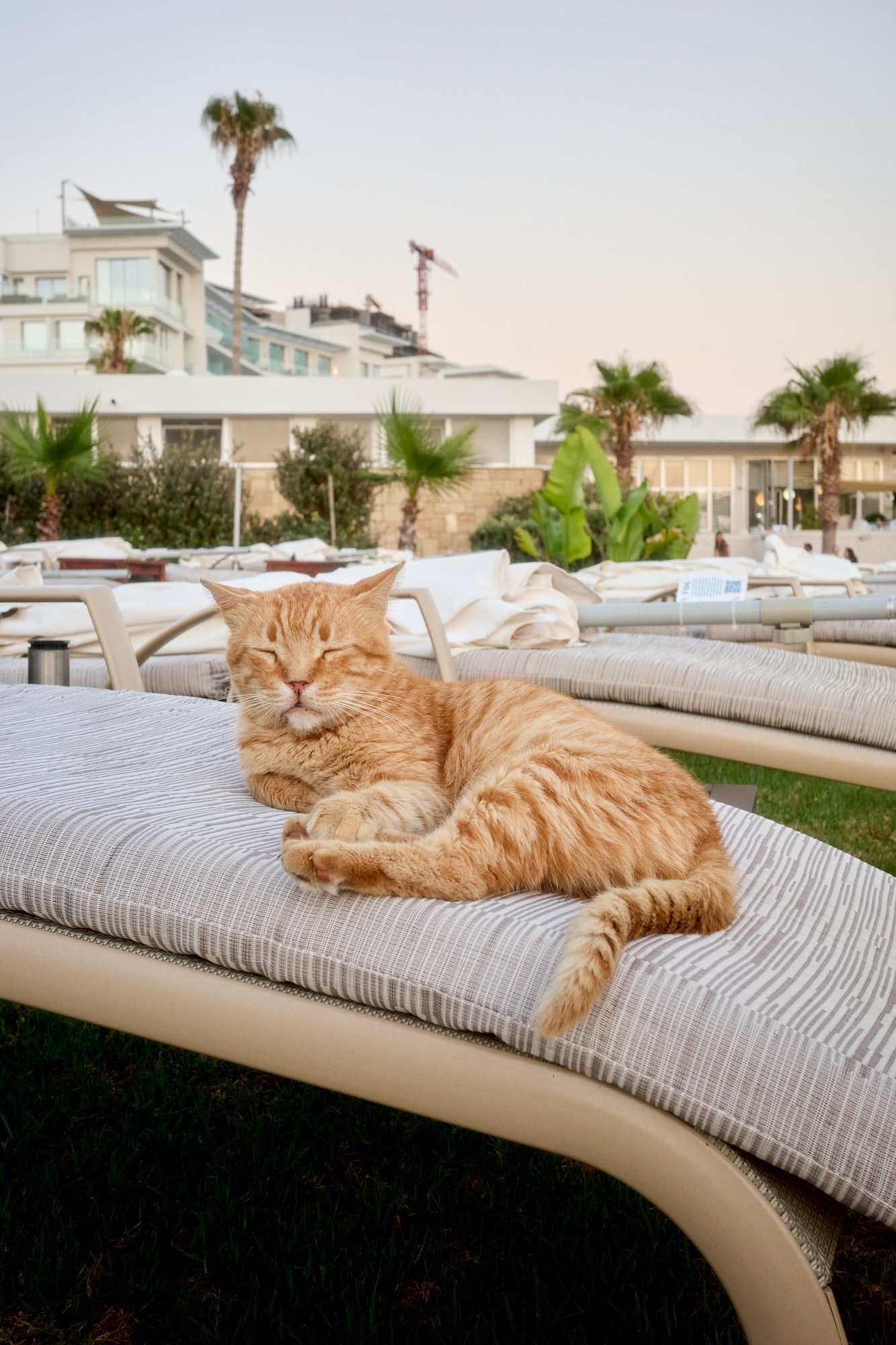 Cyprus cat sitting on stone step - Fine art photography print