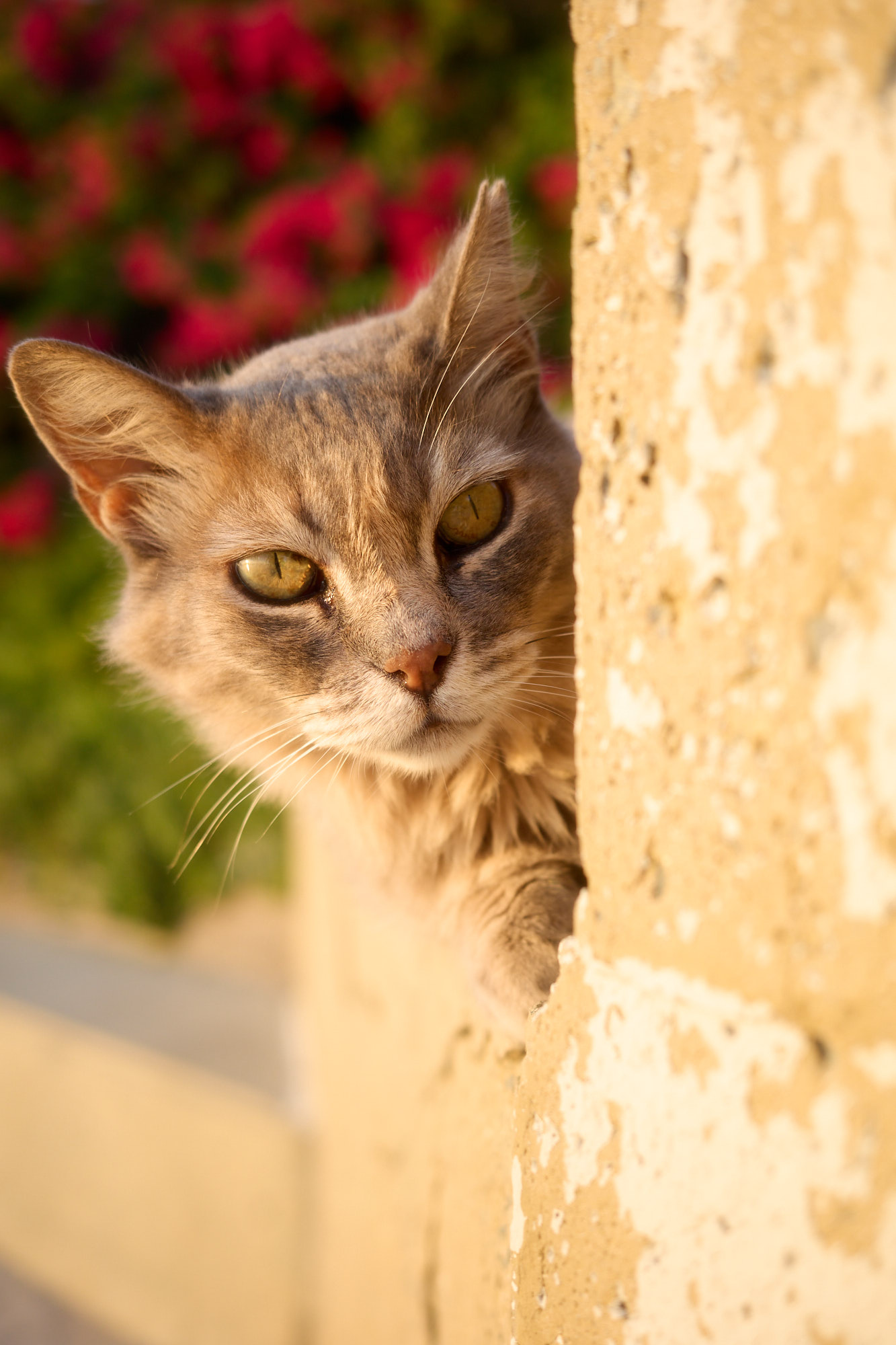 Fluffy grey Cyprus cat with striking amber eyes peeking from behind a weathered wall with magenta bougainvillea - Fine art print