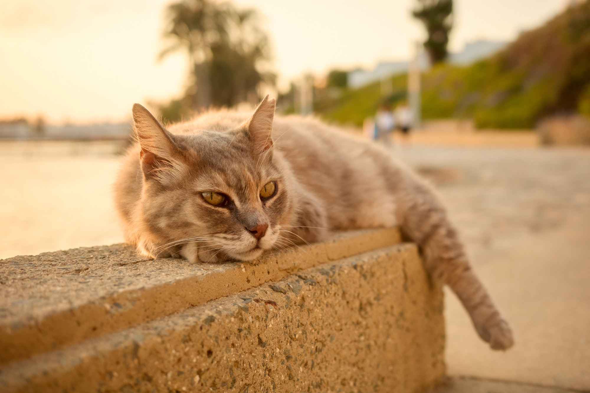 Fluffy grey tabby Cyprus cat lounging on a seaside promenade stone ledge during golden hour sunset - Fine art print