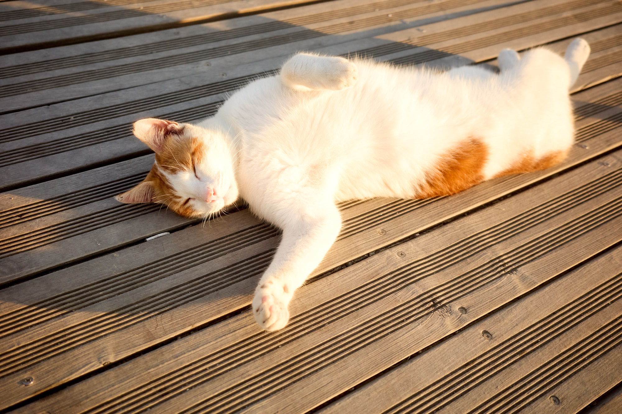 White and ginger Cyprus cat sleeping peacefully belly up on wooden decking during golden sunset hour - Fine art print