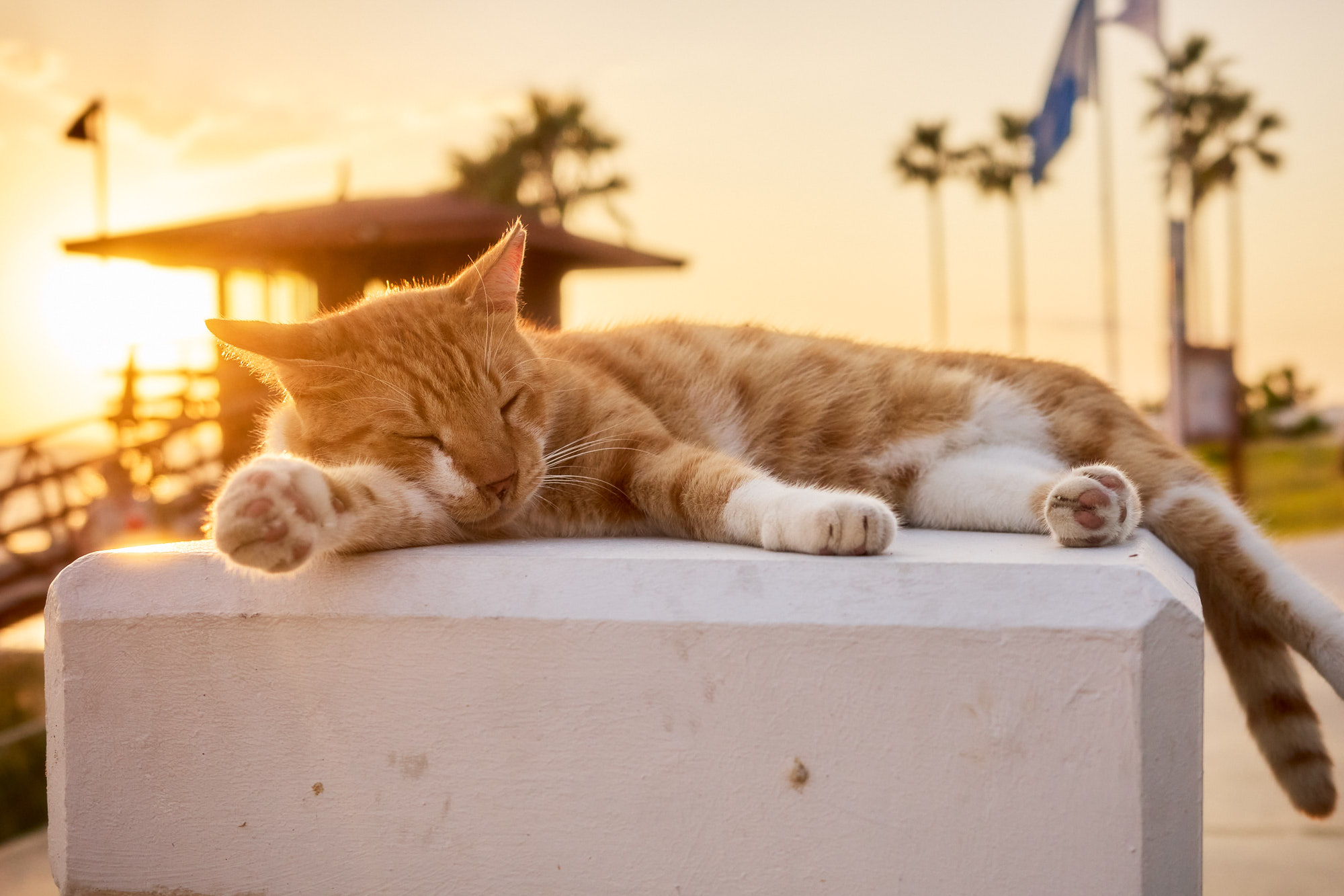 Ginger tabby Cyprus cat napping peacefully on a white wall in golden sunset light with palm trees - Fine art print