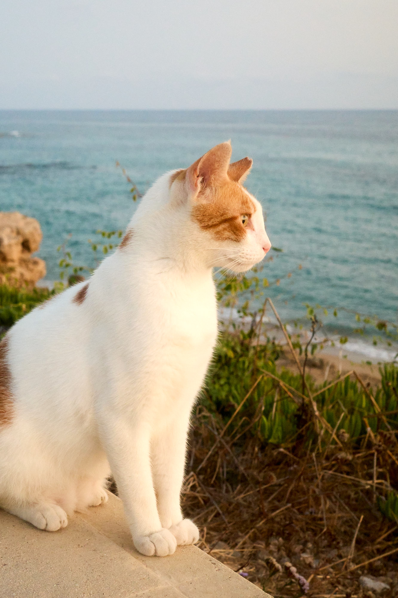White and ginger Cyprus cat gazing across Mediterranean sea view - Fine art print