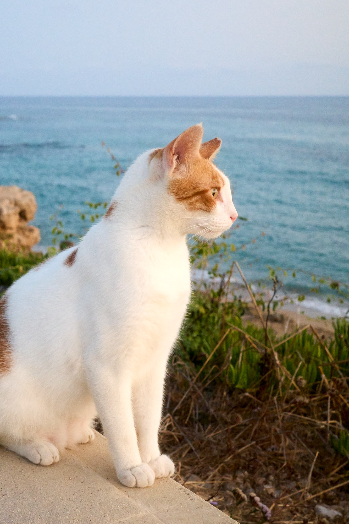 Cyprus street cat looking forward on island path - Fine art print