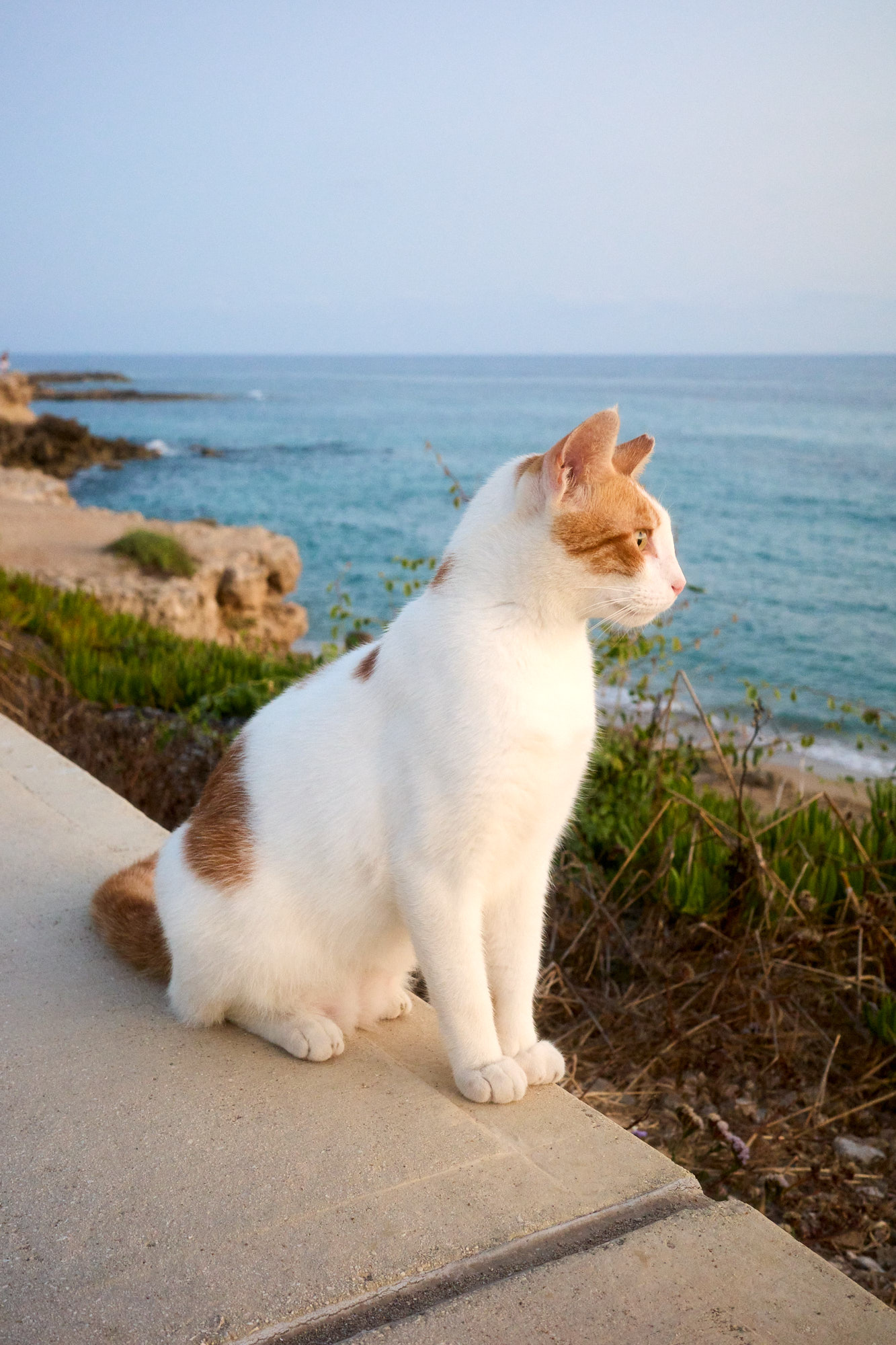 Curious Cyprus cat in Mediterranean courtyard - Wall art print