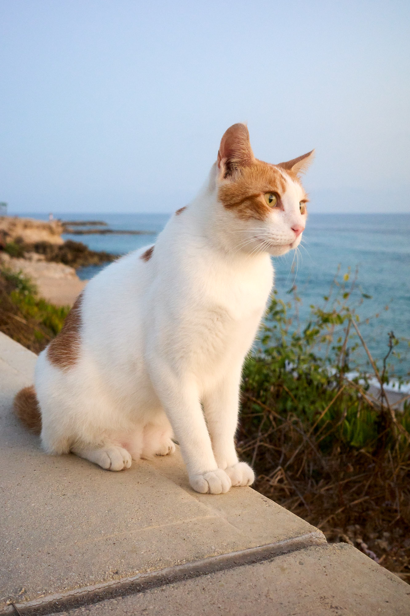 Cyprus cat basking in sunlight - Fine art photography print