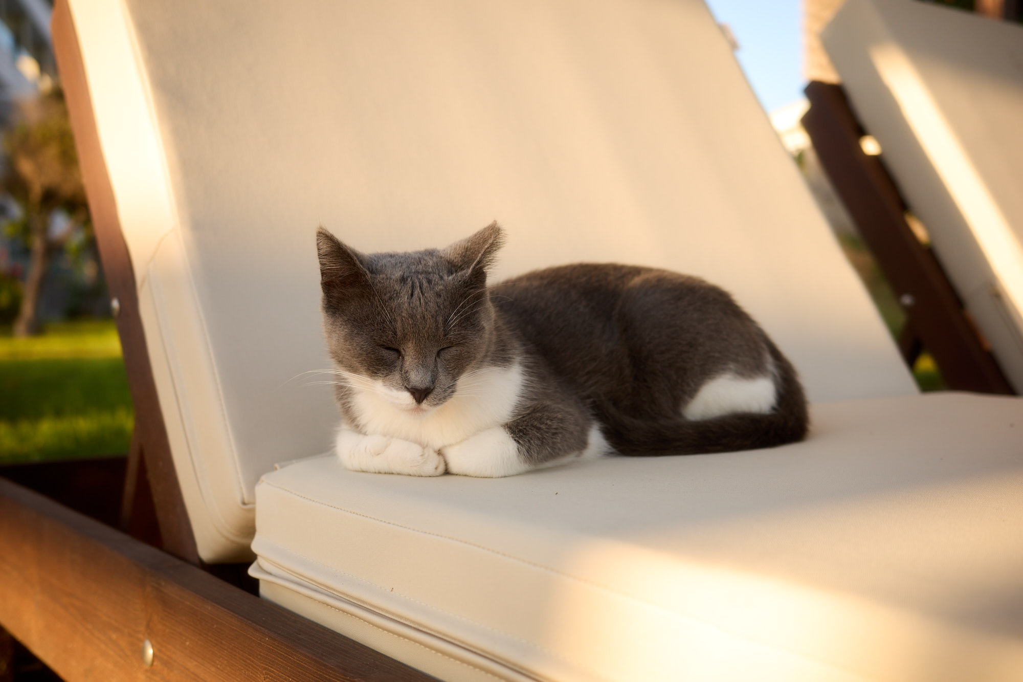 Grey and white Cyprus cat loafing peacefully on resort sunbed - Fine art print