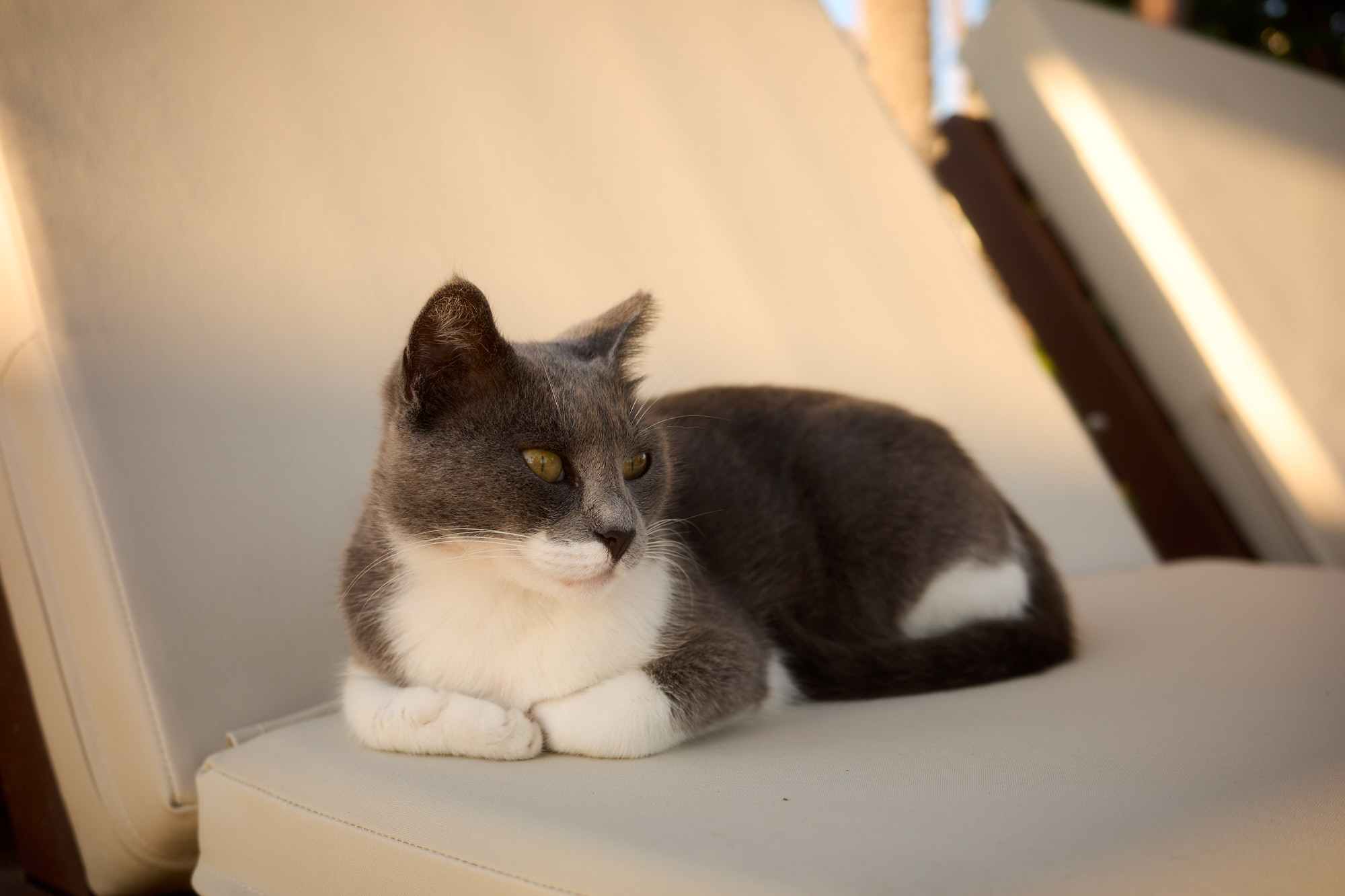 Grey and white Cyprus cat sleeping comfortably on wooden sun lounger - Fine art print