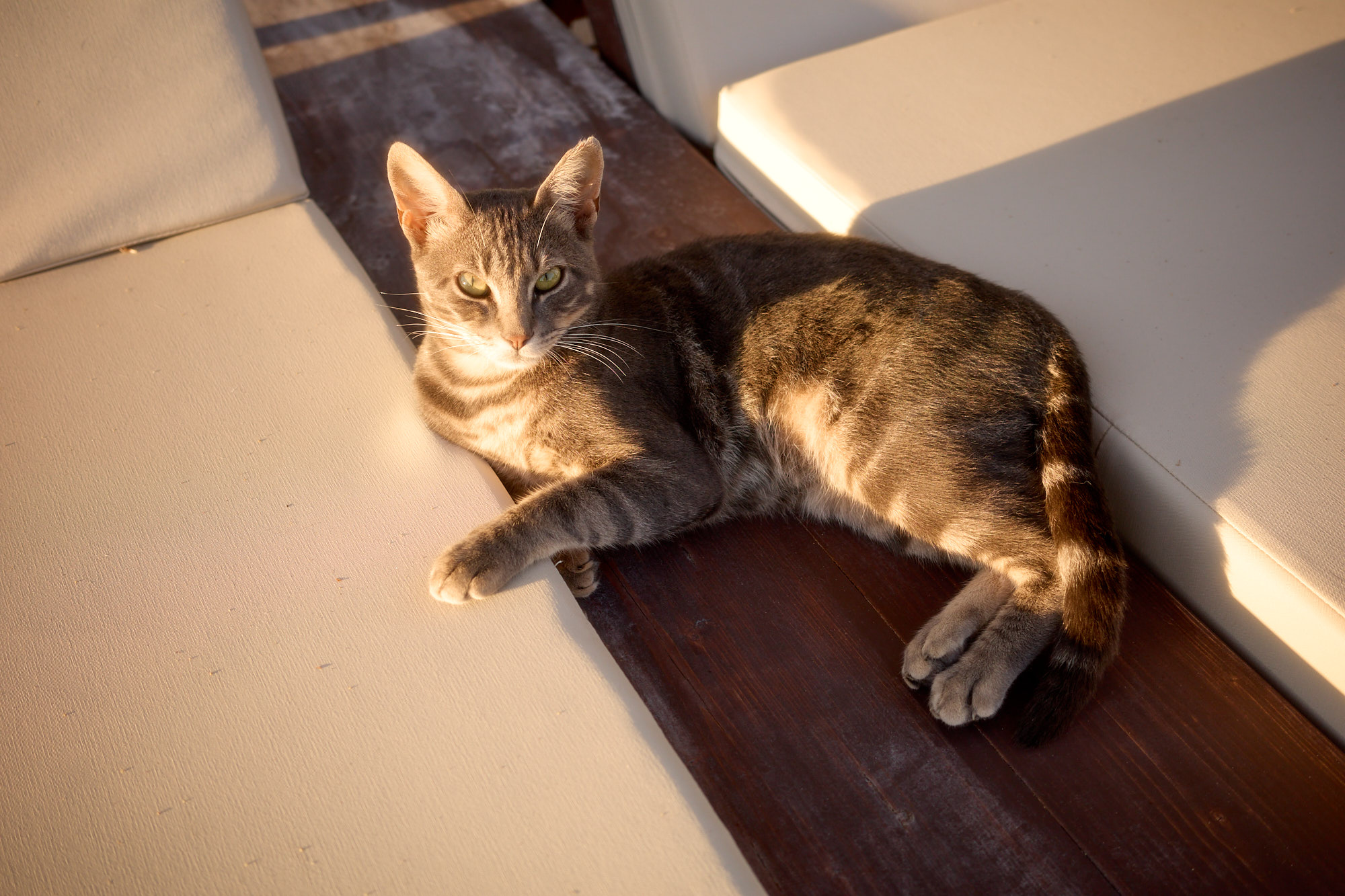 Sleek grey tabby Cyprus cat resting in warm golden sunset light on decking - Fine art print
