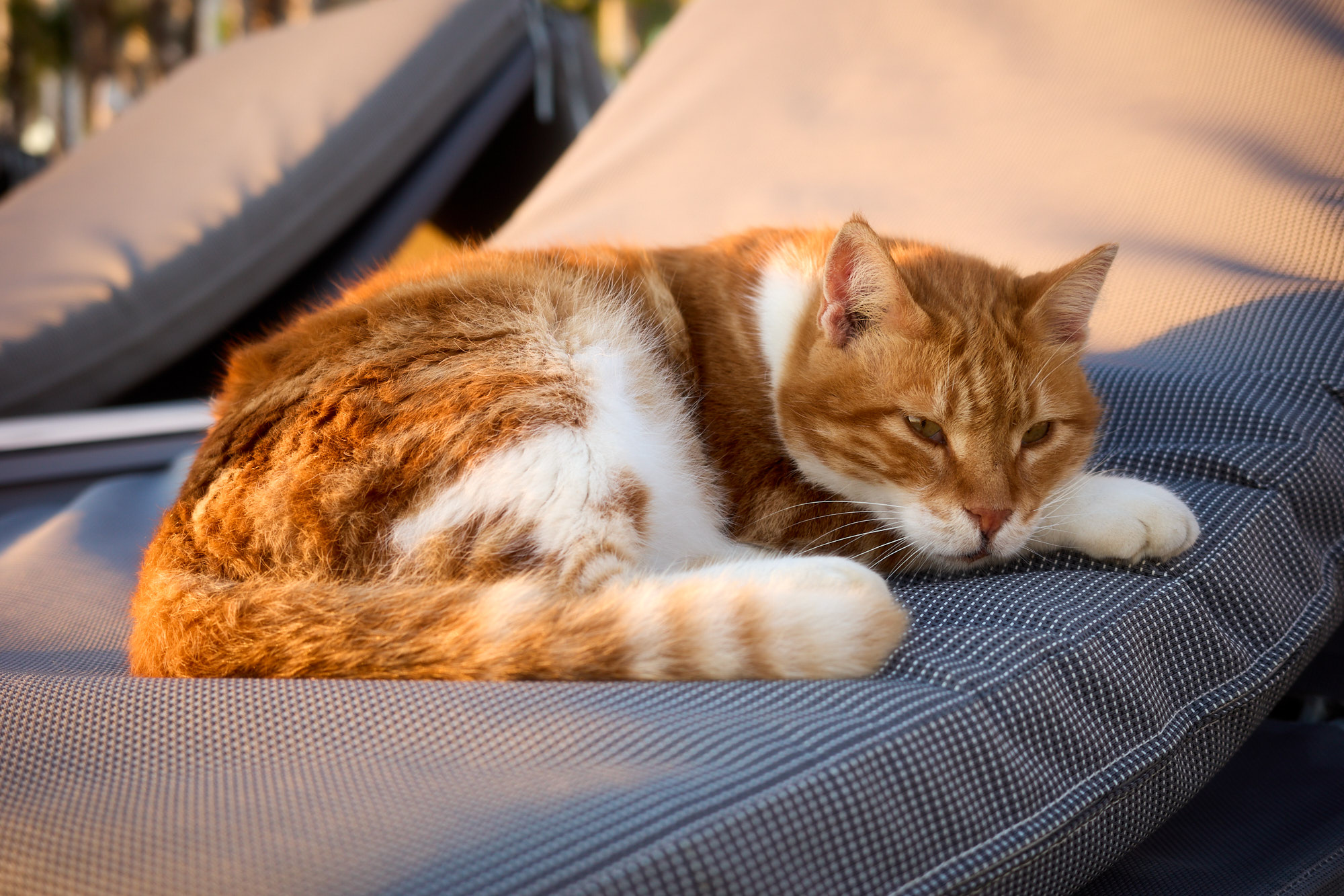 Ginger and white Cyprus cat resting in golden sunset light on resort lounge cushion - Fine art print