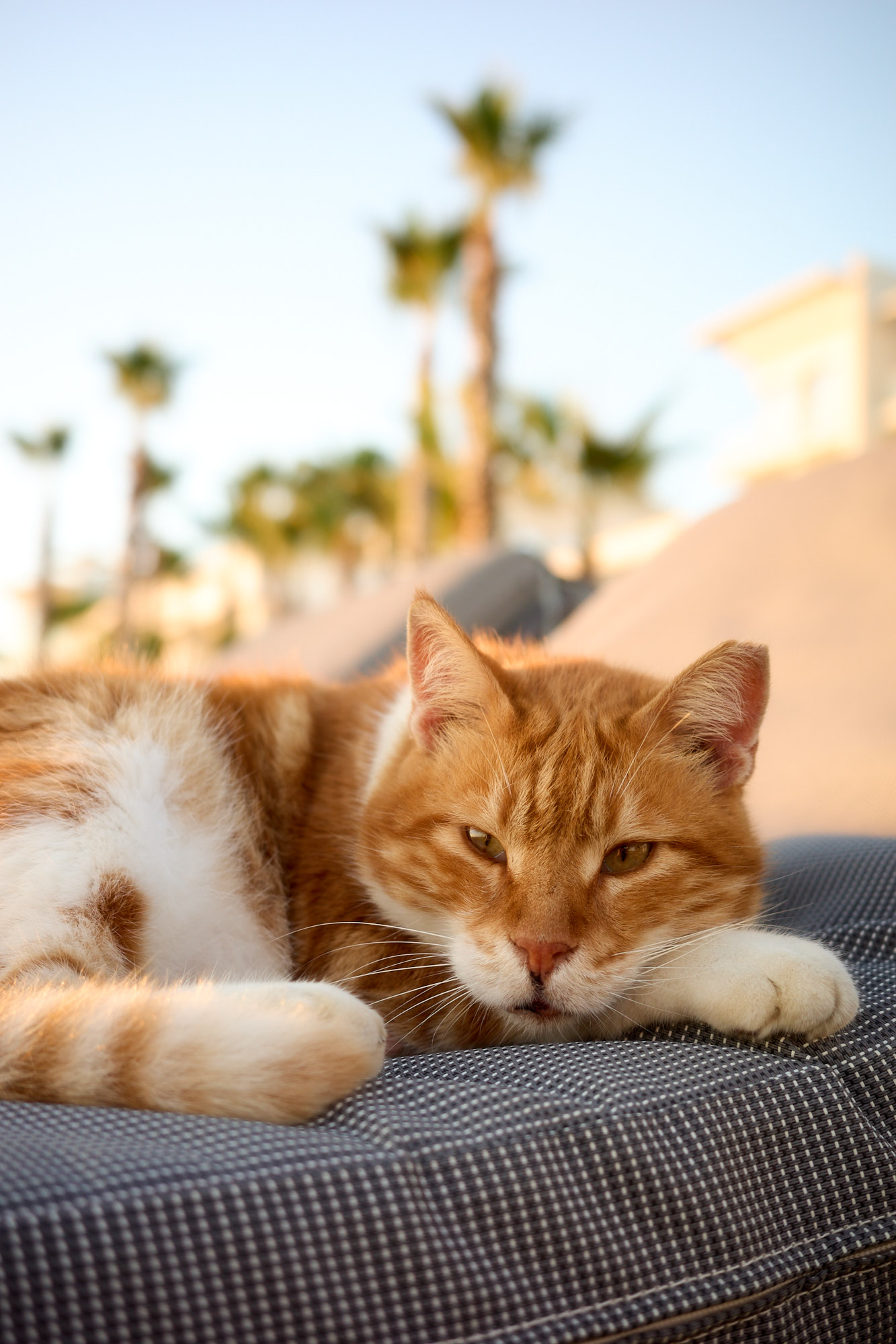 Ginger and white Cyprus cat perching gracefully in warm evening sun - Fine art print