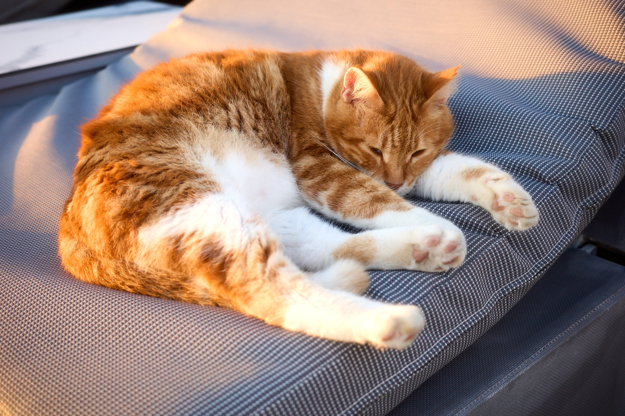 Ginger and white Cyprus cat lounging in soft golden hour light - Fine art print