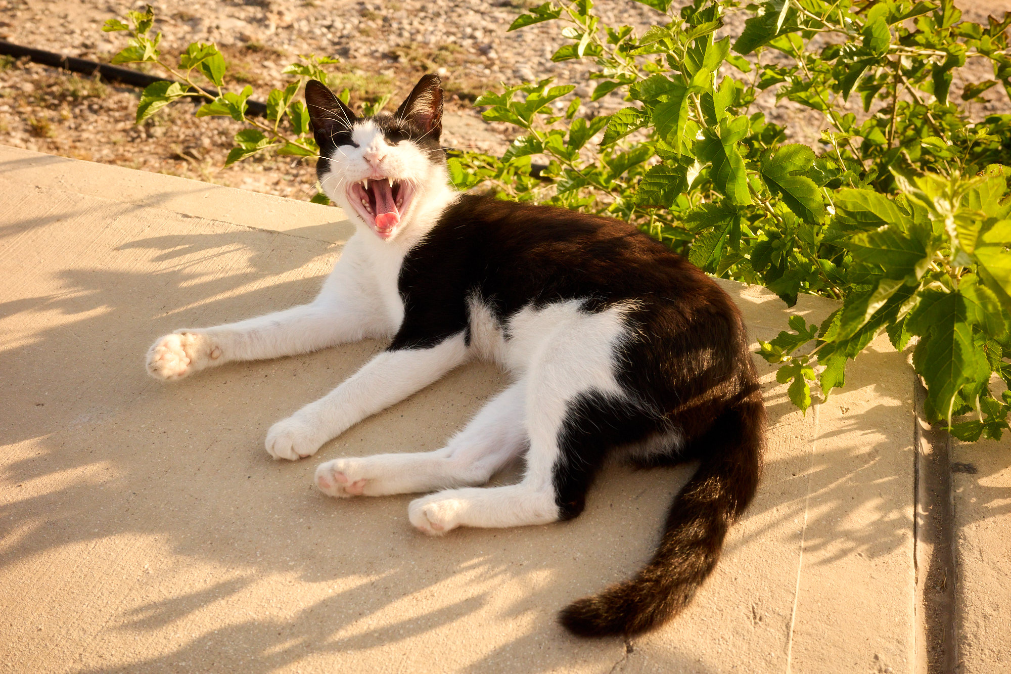 Black and white tuxedo Cyprus cat yawning wide on sunlit garden path - Fine art print