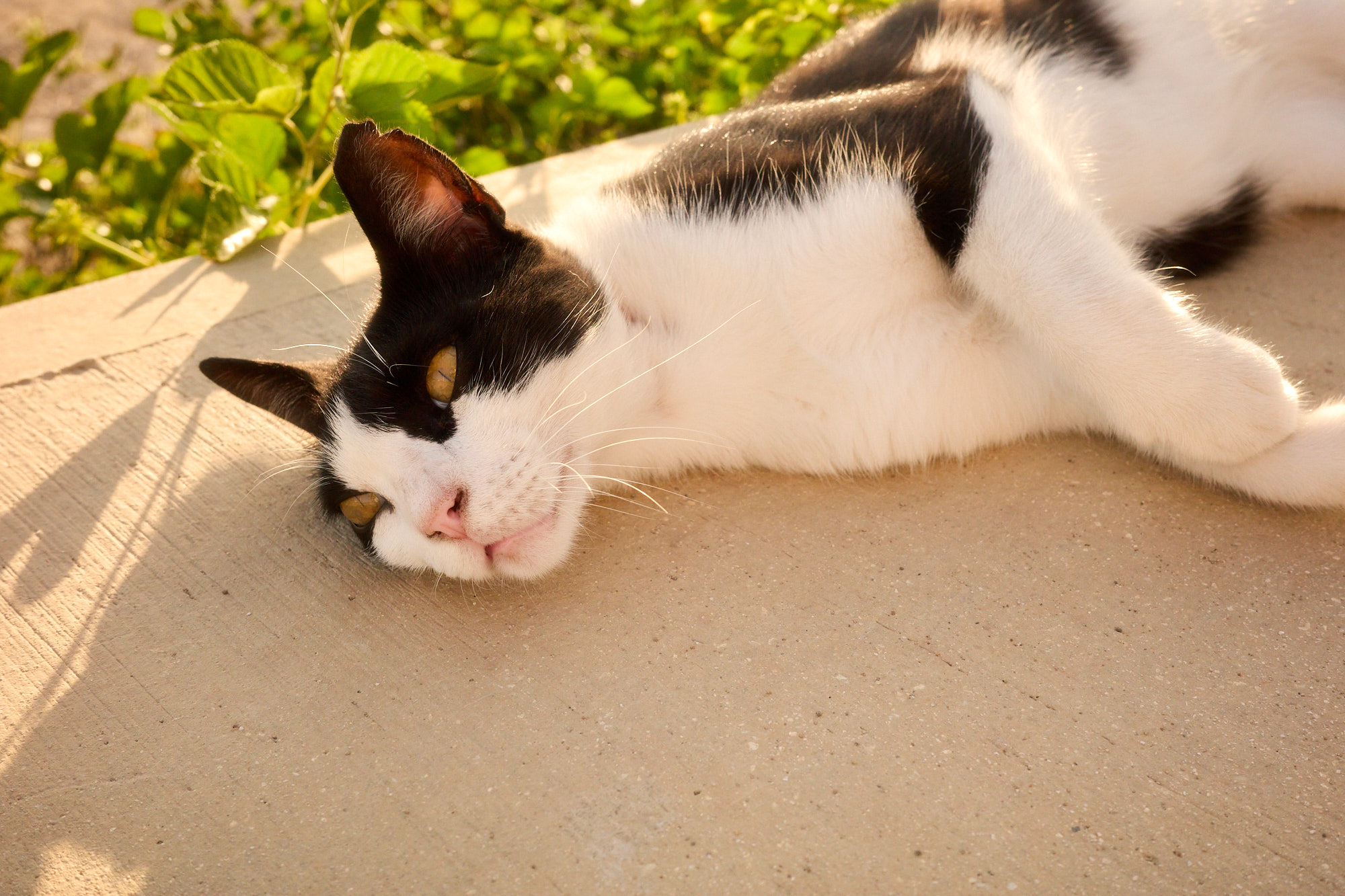 Black and white tuxedo Cyprus cat stretching on garden walkway in sun - Fine art print